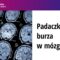 Padaczka: burza w mózgu – dr hab. Piotr Suffczyński prof. UW