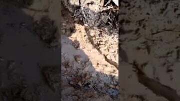 Prywatne: [ID: i5otMcDY8Gg] Youtube Automatic